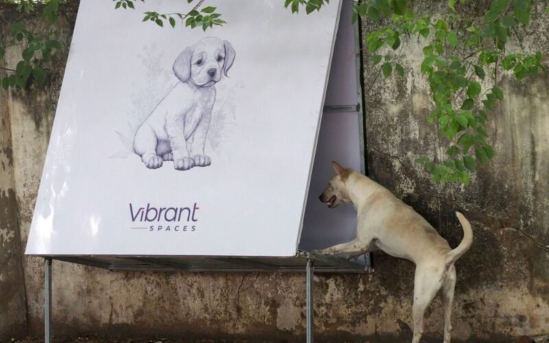 Vibrant Spaces’ Innovative Approach to A Safer Chennai for Canines