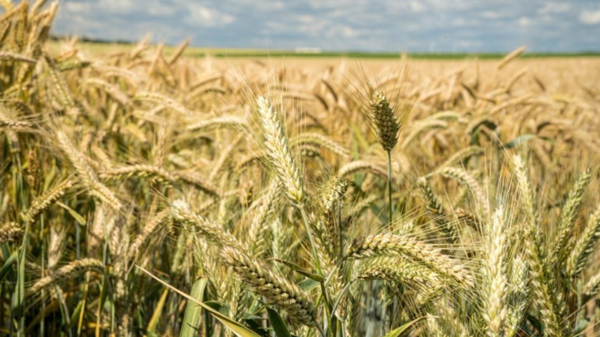 Complete Guide to Wheat Farming: From Sowing to Harvest in Simple Steps